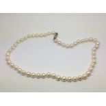 A cultured pearl necklace on a silver clasp.