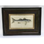 A framed picture of a fish, approx 35.5cm x 26cm i