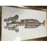 Four framed anatomy John Taylor London. 49 cm by 3