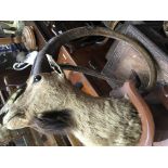 Taxidermy interest Ibex on shield mount .