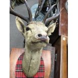 A stags head with antlers mounted on a shield.