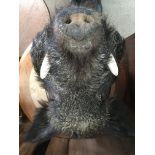 Taxidermy interest, boar on shield plaque.