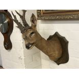 Taxidermy interest - Roe Deer head mounted on a wo
