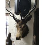 A stags head with antlers