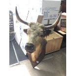 Taxidermy Chillingham cow mounted on oak shield.