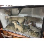 A large early cased taxidermy Fox family group. 10