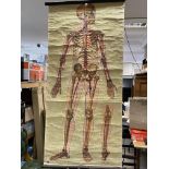 A vintage Boots medical anatomy poster plus a later Mole anatomy poster.