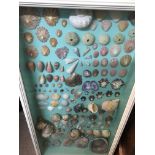 A case containing various sea shells.