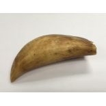 A 19th Century whale tooth with shaped end.