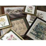 Seven framed prints various including botanical an