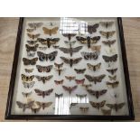 A framed collection of moths.