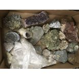 A collection of five boxes containing fossils and