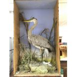 A large cased (not glazed) taxidermy heron.