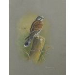 Graham Austin watercolour and gouache study of a kestrel, signed and dated 1977 lower right, 46 x