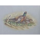 Graham Austin watercolour and gouache study of a pair of pheasants, signed and dated 1977 lower