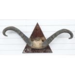 Cape Buffalo horns and skull frontpiece on wooden mount, maximum W104cm