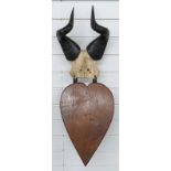 Pair of Hartebeest horns and skull frontpiece on wooden mount, W30 x H42cm