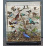 A 19thC taxidermy study of exotic birds including many varieties of humming bird, in glazed case,