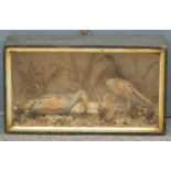 A 19th/20thC taxidermy study of two corncrakes in a glazed case, W45 x D17 x H25cm