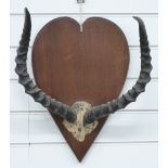 A pair of Impala horns and skull frontpiece on wooden mount, W40 x H153cm