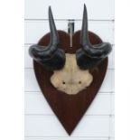 Pair of Hartebeest horns and skull frontpiece on wooden mount, W32 x H42cm