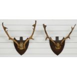 Two pairs of taxidermy stag antlers mounted on wooden shields, largest W55cm