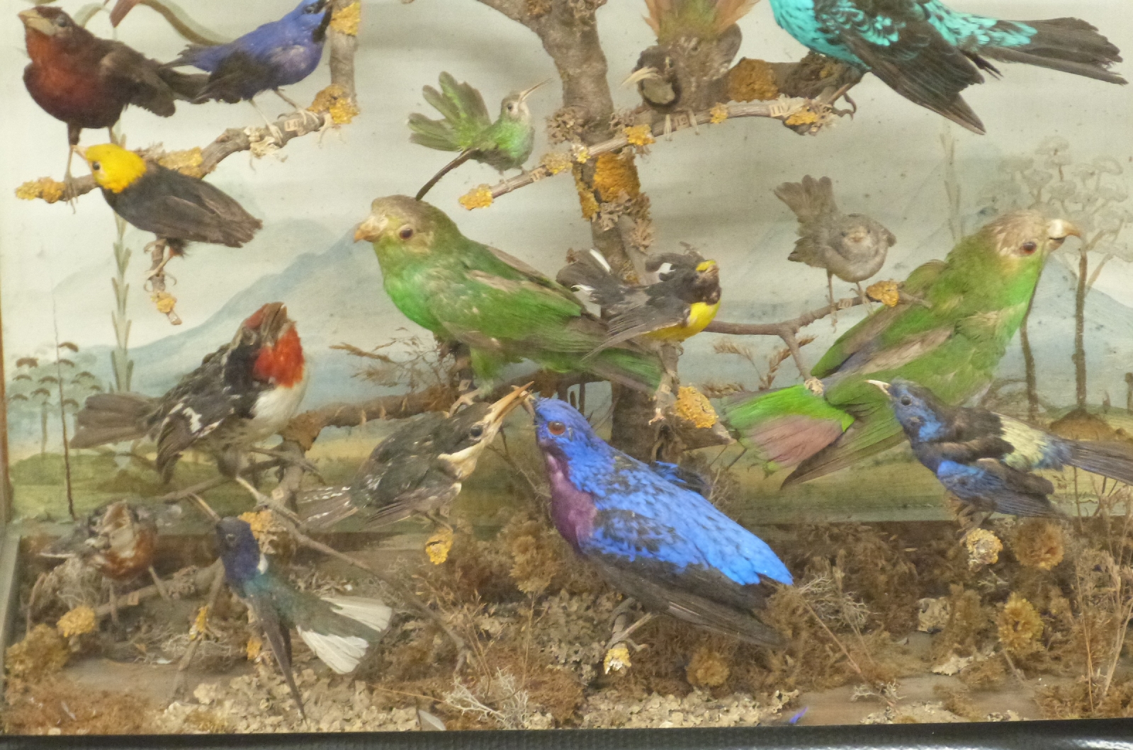 A 19thC Taxidermy Study Of Exotic Birds Including Many Varieties Of a-19thc-taxidermy-study-of-exotic-birds-including-many-varieties-of