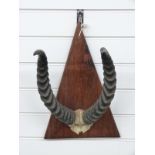 A pair of Impala horns and skull frontpiece on wooden mount, W29 x H44cm