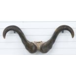 Cape Buffalo horns and skull frontpiece on wooden mount, maximum W97cm