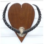 A pair of Impala horns and skull frontpiece on wooden mount, W41 x H53cm