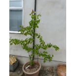 Apricot tree "Golden Glow" in plastic container, espalier trained, H210 x W180cm