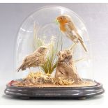 Taxidermy study of a robin feeding a chick raised on a naturalistic base under a glass dome, W25 x