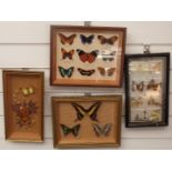 Four framed and glazed taxidermy studies of butterflies, largest 24 x 29cm