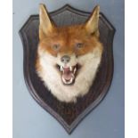 Rowland Ward taxidermy study of a fox mask, mounted on shield, shaped wooden plaque with original