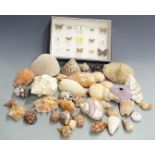 Taxidermy / Natural History interest cased collection of British butterflies, collection of corals