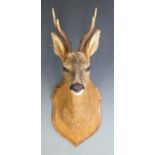 Taxidermy study of a mounted Roe deer head, H56cm