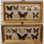 Two framed and glazed taxidermy studies of exotic butterflies, 24 x 50cm