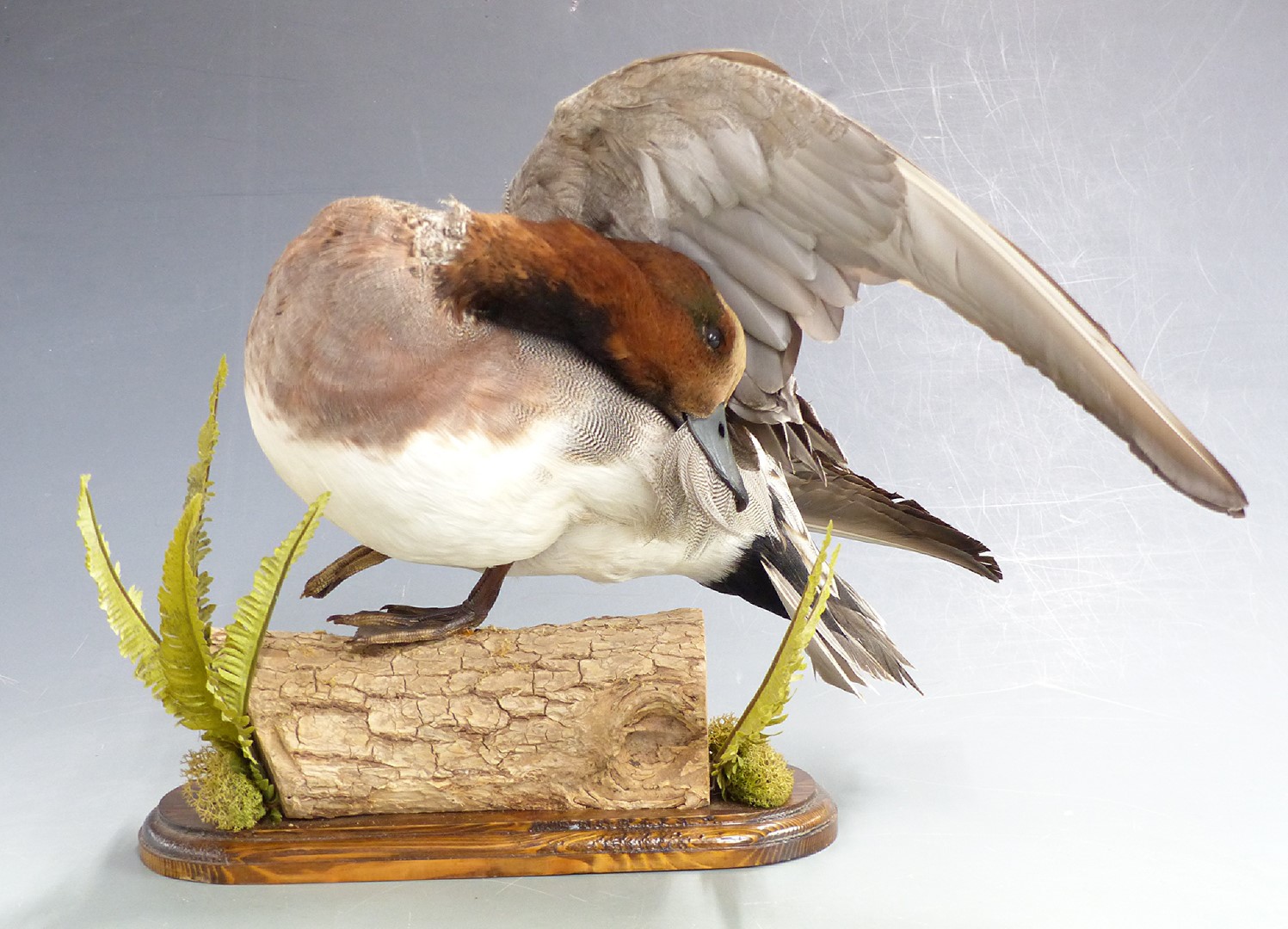 Taxidermy study of a Widgeon duck raised on a log with two ferns, H27cm - Image 2 of 4