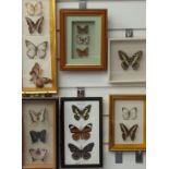 A collection of framed and glazed taxidermy studies of butterflies, largest 34 x 15cm