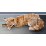 Taxidermy study of a prostrate fox, L70cm