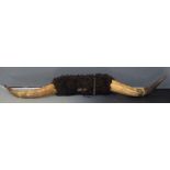 A pair of taxidermy American buffalo horns, width 144cm