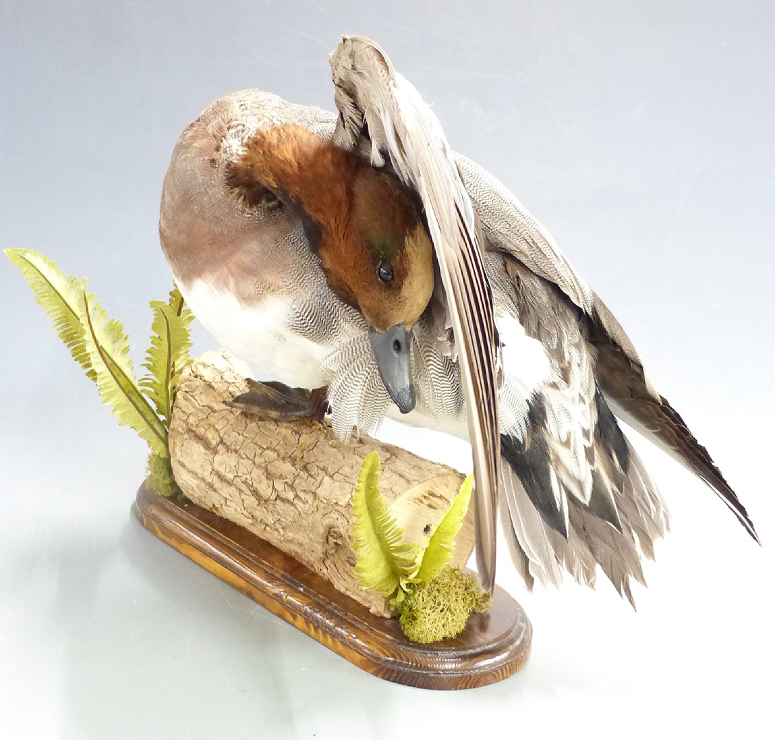 Taxidermy study of a Widgeon duck raised on a log with two ferns, H27cm - Image 4 of 4