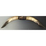 Taxidermy pair of horns, 80cm