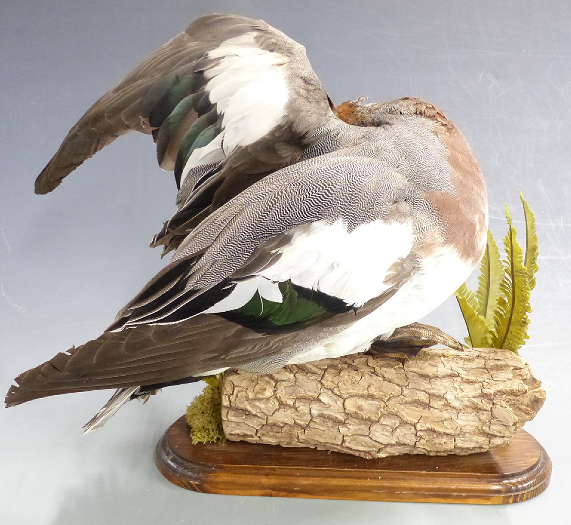 Taxidermy study of a Widgeon duck raised on a log with two ferns, H27cm - Image 3 of 4
