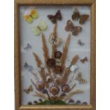 A framed and glazed taxidermy study of butterflies among dried flowers and grasses, 44 x 33cm