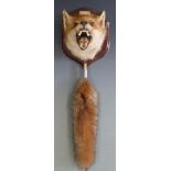 Taxidermy study of a fox mask and brush mounted on a wooden plaque 'caught December 2000'. total