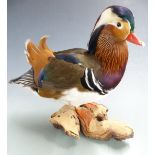 Taxidermy study of  a Mandarin duck mounted on a wooden base, H29cm