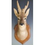 Taxidermy study of a mounted Roe deer head, H56cm