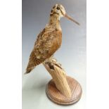 Taxidermy study of a woodcock, H 34cm