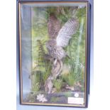 Taxidermy cased study of a Little Owl in naturalistic setting with EC certificate no 207179/05